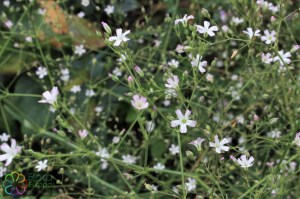 gypsophila paniculata (1)